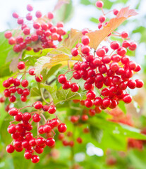 Berries of the guelder rose