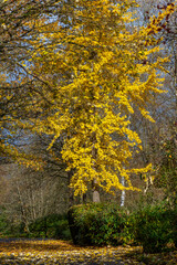 Fototapeta premium Prächtiger Herbst im Park, goldenes Laub vom Gingko Baum, Natur in Marburg