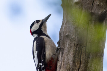 Close up of great spotted woodpecker looking upside