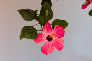 Hibiscus flower (Hibiscus syriacus)  known as rose mallow, hardy hibiscus, rose of sharon, and tropical hibiscus.