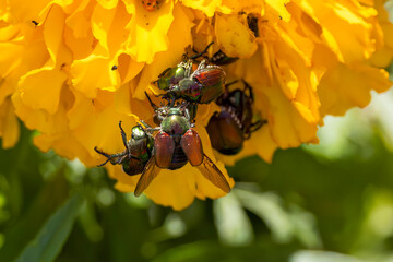 Fototapete bei efototapeten.de bestellen   