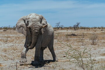 Fototapeta na wymiar an elephant walking across the desert toward a bushy area