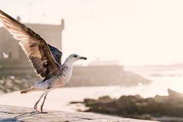 bird taking off from sea wall in front of a lighthouse