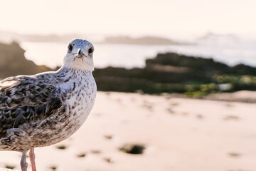 White seagull on a sandy beach, with its head turned and eyes searching for its next meal