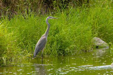 The great blue heron (Ardea herodias) standing on the river bank. Is a large american wading bird.