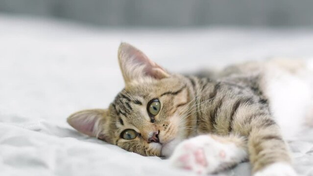 Cute toby kitten turns and looks at the camera