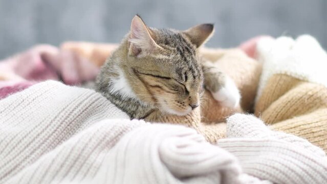 Cute toby kitten turns and looks at the camera