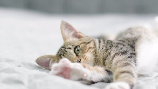Cute toby kitten turns from side to side . The cat enjoys on a beautiful gray bed