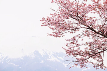 Pink sakura or cherry blossom tree with mount fuji background