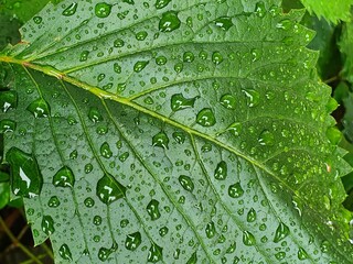 Vivid green leaf of Virginia creeper (Parthenocissus quinquefolia) sprinkled with rain. Detail.