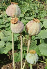 Ripening poppies, the fruits of Papaver somniferum - breadseed poppy.