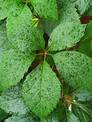 Five-fold leaf of Virginia creeper (Parthenocissus quinquefolia) sprinkled with rain. Close up.Detail.