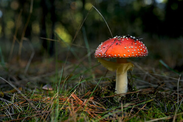 Beautiful, colorful fly agaric in close-up in the autumn forest