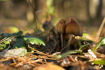 A colony of small, brown inedible mushrooms amidst the fallen autumn leaves and green grass