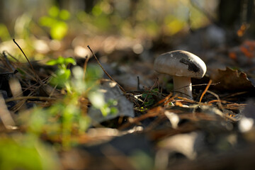 A small, light-colored mushroom among the fallen leaves in the autumn forest