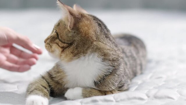 Cute toby kitten preys on a human hand