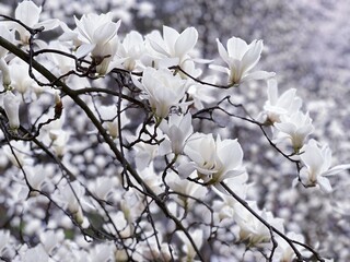 White magnolia flowers tree blossom in spring garden.