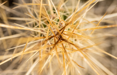 Narrow Focus of Cactus Spines Look Like Fallen Pasta