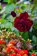 Vertical selective focus of a beautiful red rose in a garden