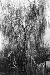 Monochrome vertical photo, willow tree branches with fallen leaves in winter against the sky in cloudy weather.