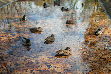 ducks in the lake swim in the autumn. wild ducks swim in the pond. autumn background. yellow leaves in the water. ornithology. protection of animals and the environment.