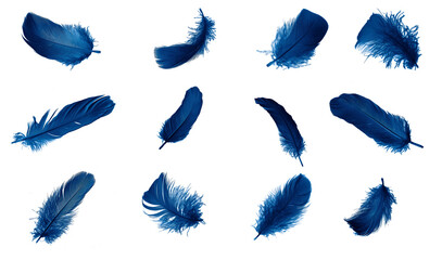 blue feather isolated on white - obrazy, fototapety, plakaty