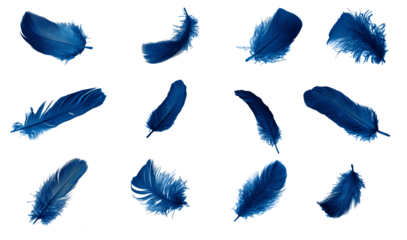 blue feather isolated on white