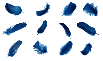 Rolgordijnen blue feather isolated on white © Krzysztof Bubel