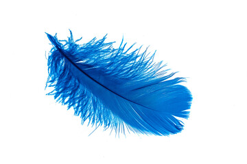 blue feather isolated on white