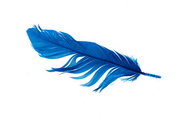 blue feather isolated on white