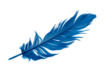 blue feather isolated on white