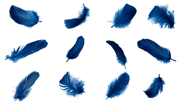 blue feather isolated on white