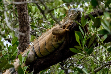Colorful Iguana at Wildlife Sanctuary in San Pedro Belize