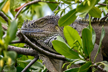 Colorful Iguana at Wildlife Sanctuary in San Pedro Belize