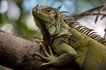 Colorful Iguana at Wildlife Sanctuary in San Pedro Belize