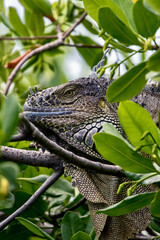 Colorful Iguana at Wildlife Sanctuary in San Pedro Belize