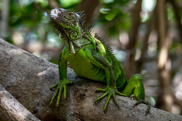 Obraz premium Colorful Iguana at Wildlife Sanctuary in San Pedro Belize