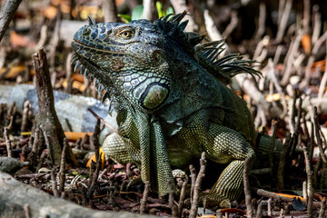 Colorful Iguana at Wildlife Sanctuary in San Pedro Belize