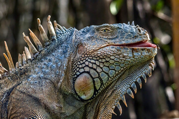 Obraz premium Colorful Iguana at Wildlife Sanctuary in San Pedro Belize