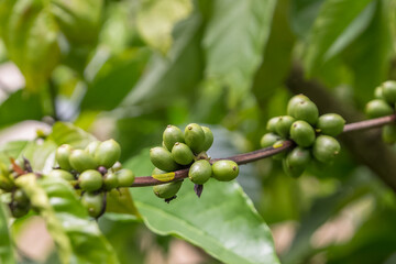 Detailed view of green coffee beans on coffee tree branch, blurred background with vegetation