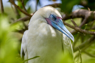 Red-footed Boobies at Half Moon Caye in Belize