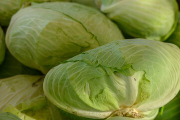 Fototapeta premium fresh green cabbage at the market on the island of Cyprus in autumn 1