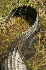 Question Mark Alligator Tail