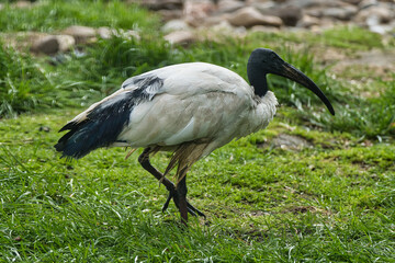 Obraz na płótnie Canvas the sacred ibis walks in the grass in search of food, close-up