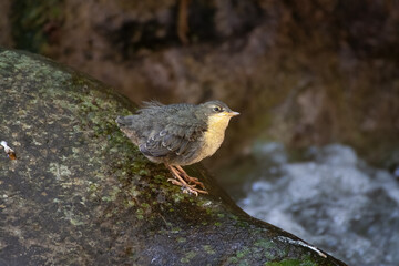 merlo acquaiolo (Cinclus cinclus) dipper