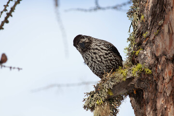 Bird in the wilderness.