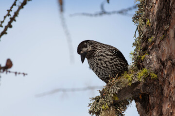 Bird in the wilderness.