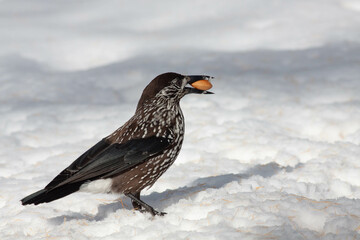 Bird in the wilderness.