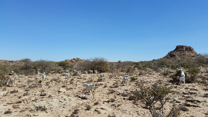Laas Geel, Somalia