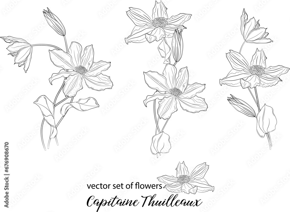 Poster vector set of flowers and clematis buds. capitaine thuilleaux